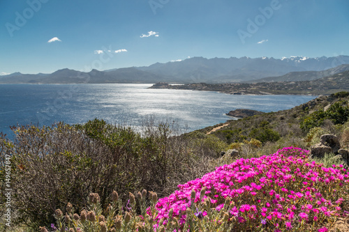 Fototapeta Naklejka Na Ścianę i Meble -  Pink flowers on rocky Corsican coast with Calvi in distance