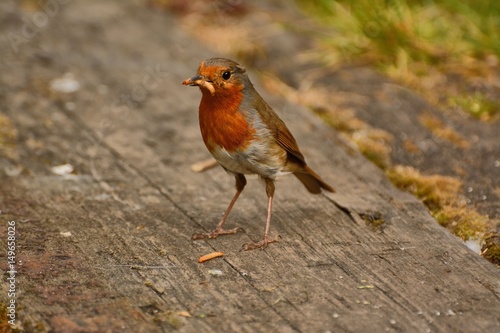 Fényképezés Overworked, bedraggled Robin redbreast, with mealworms