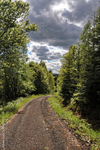 Dirt road between the trees with dark sky