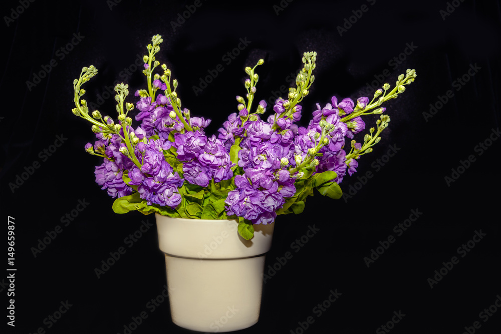 Purple flowering hoary stock blooms in a vase against a black background Purple flowering hoary stock blooms in a vase against a black background