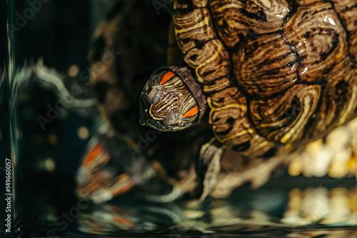 A family of turtles swim in an aquarium. Trachemys scripta
