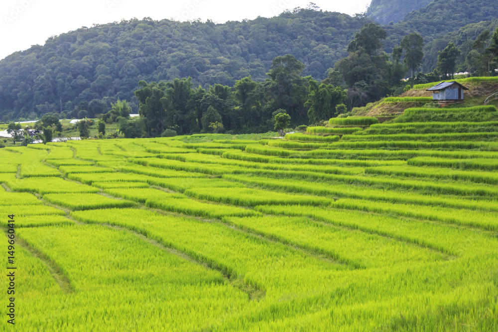 Fresh green rice terrace field in rain season before harvest time, in countryside of Chiang Mai, Thailand.