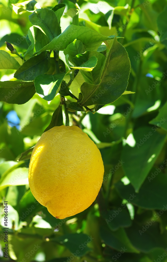 view of lemon hanging on a lemon tree