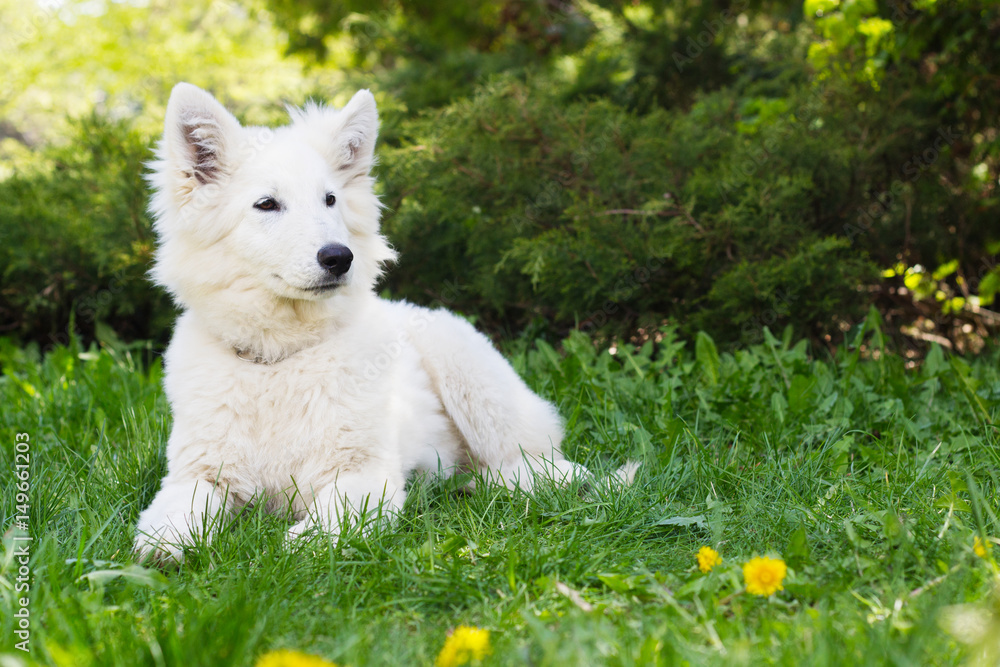 White shepherd puppy on green grass