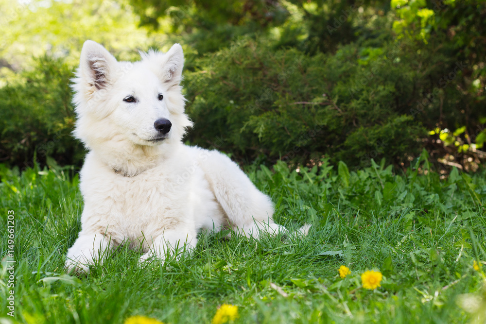 White shepherd puppy on green grass White shepherd puppy on green grass