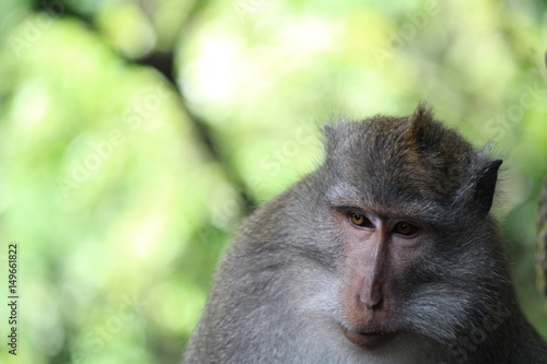 バリ島のサル