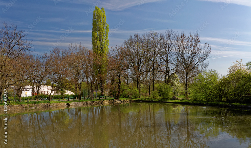 Pond surrounded by deciduous trees Pond surrounded by deciduous trees