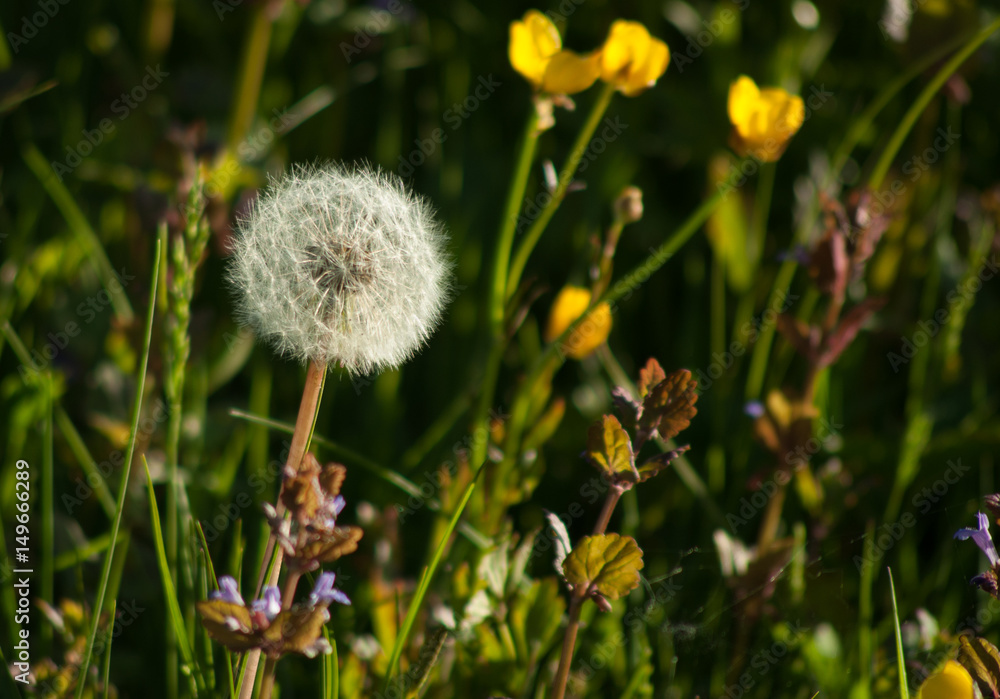 Dandelion. White cap of seeds. Against the background of green grass. Dandelion. White cap of seeds. Against the background of green grass.