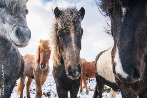 Fototapeta Naklejka Na Ścianę i Meble -  Beautiful icelandic horses in winter, Iceland