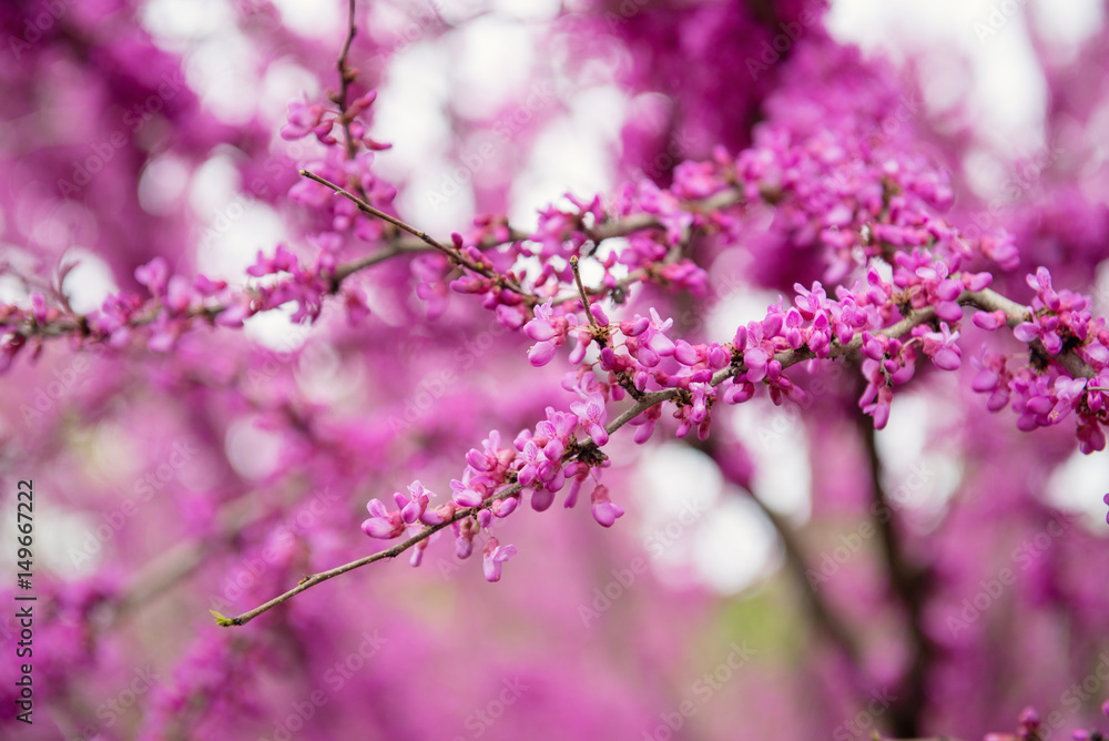 pink tree pink tree