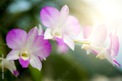 Beautiful blue and white orchid close up background.