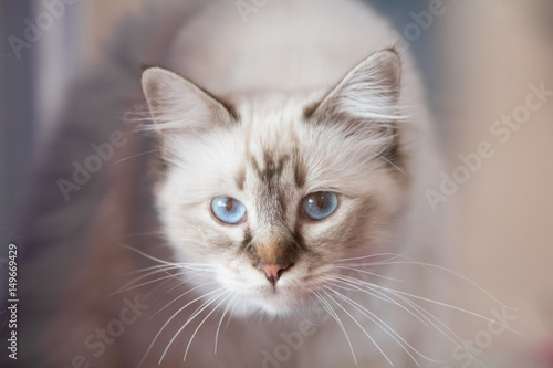 a white and gray blue-eyed cat looking forward