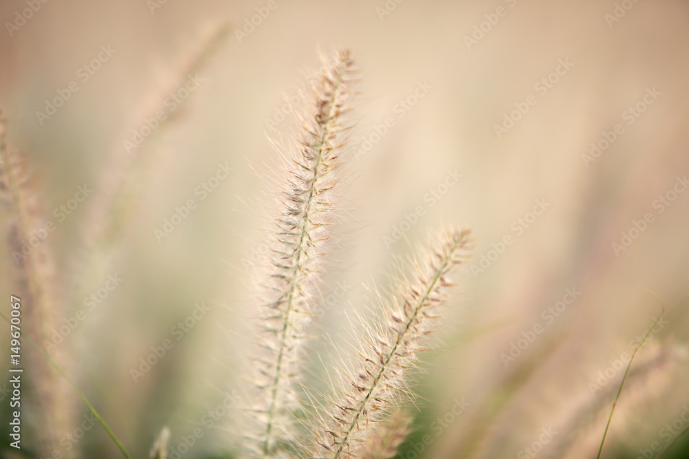 white reeds grass background texture