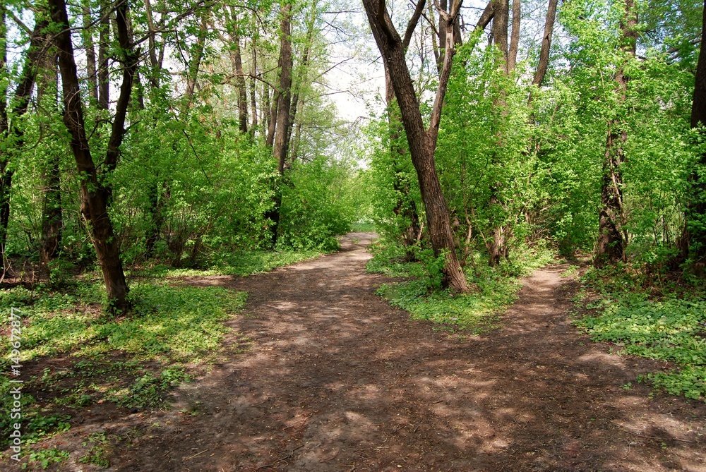 Obraz premium Paths in the forest