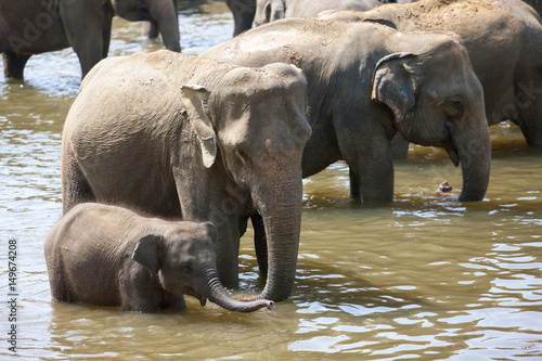 Photography Indian elephants bathing in the river.