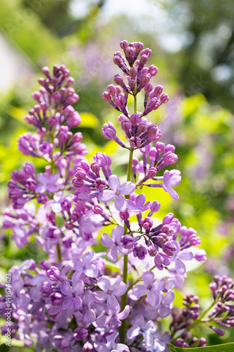 A photo of lilac flowers. Selective focus.