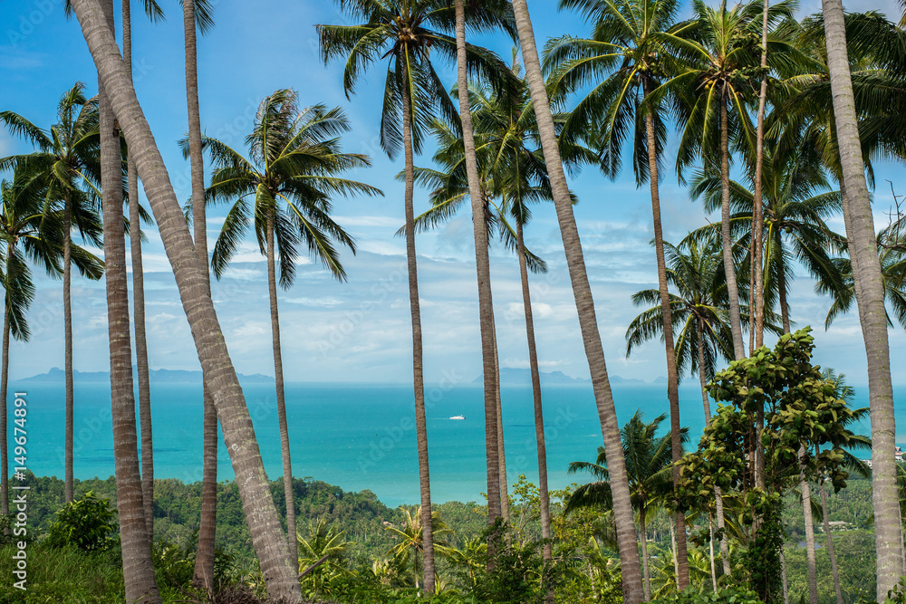 Landscape in Thailand, palms and the sea
