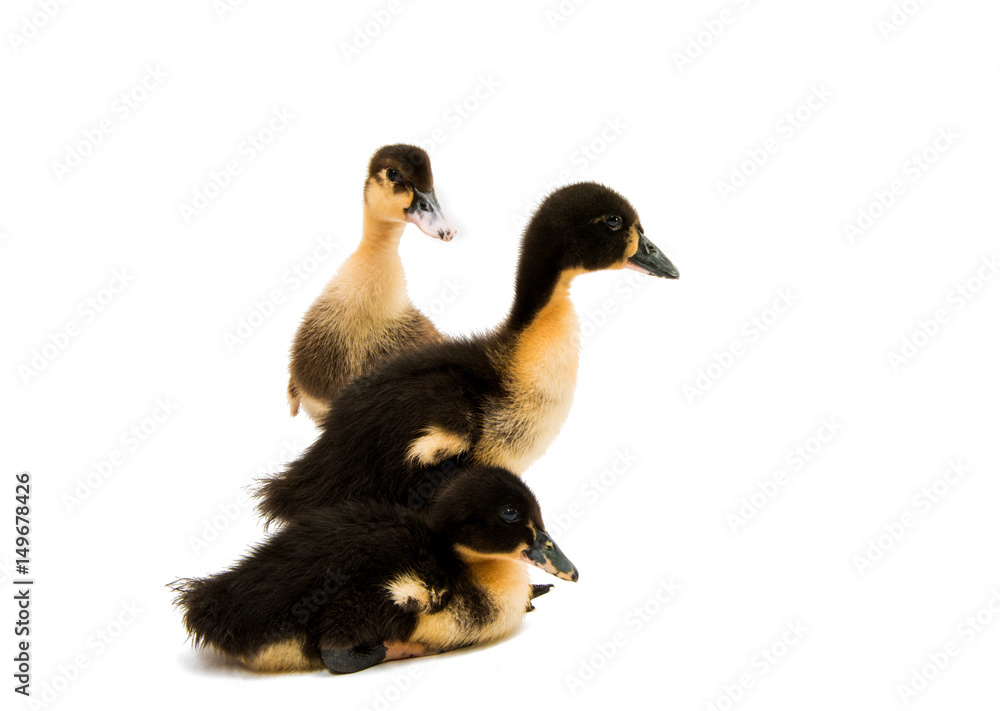 Small ducklings Small ducklings