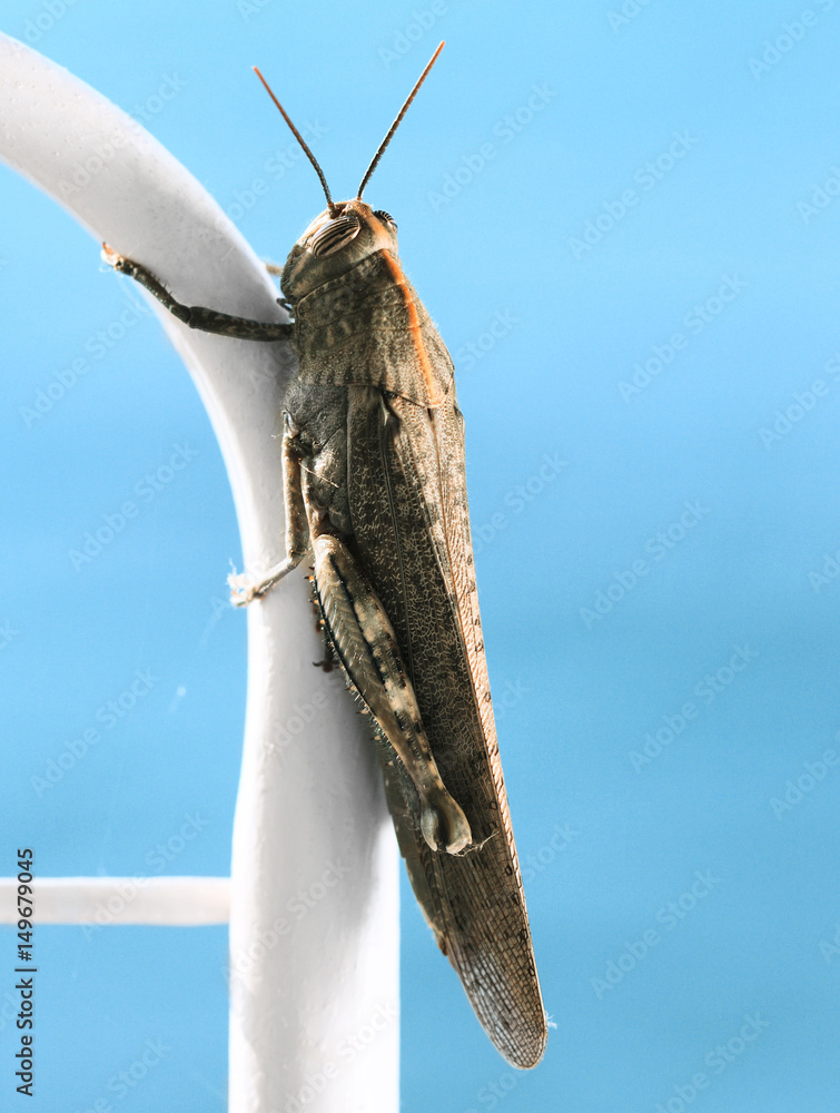 closeup of a brown grasshopper insect
