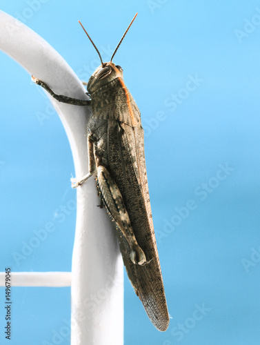 Obraz na płótnie closeup of a brown grasshopper insect w salonie