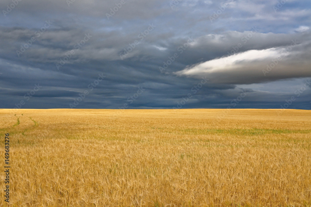 Golden stems of the wheat with few green leaves