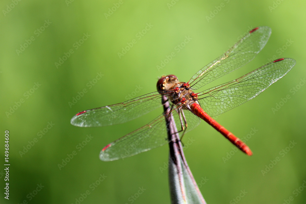 dragonfly dragonfly
