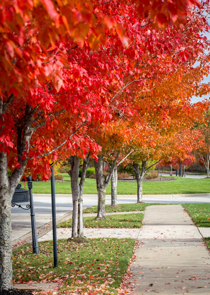 bright red and orange autumn trees with sidewalk bright red and orange autumn trees with sidewalk
