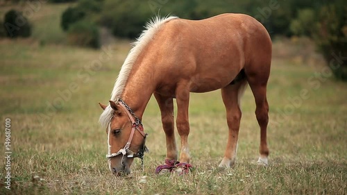 Horse in the field photo