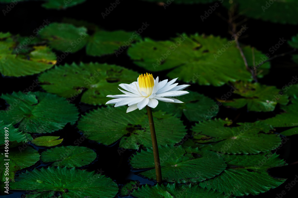 Lotus flower or waterlily among green leaves in deep water Lotus flower or waterlily among green leaves in deep water