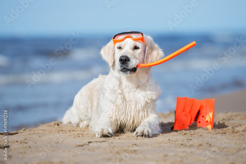 Photography golden retriever dog in snorkeling equipment posing on a beach