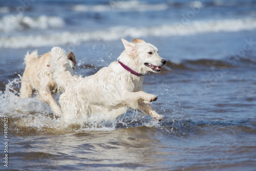 happy golden retriever dog in the sea © otsphoto