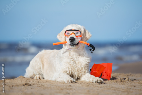golden retriever dog in snorkel equipment on a beach