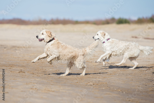 two golden retriever dogs running on a beach