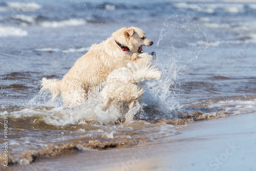 two golden retriever dogs playing in the water