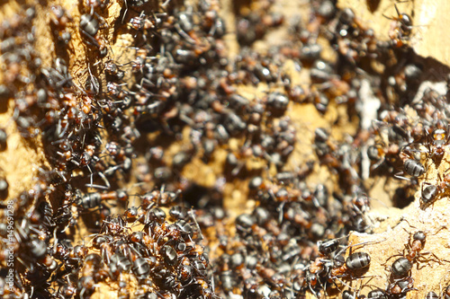 Ant colony on an old tree close up