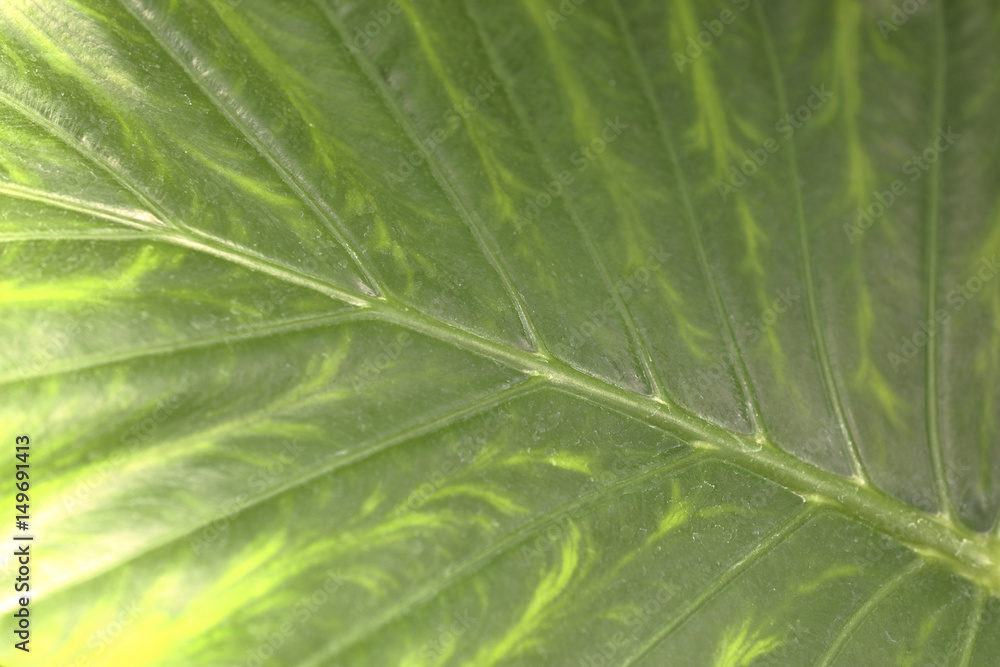 exotic plant close up exotic plant close up