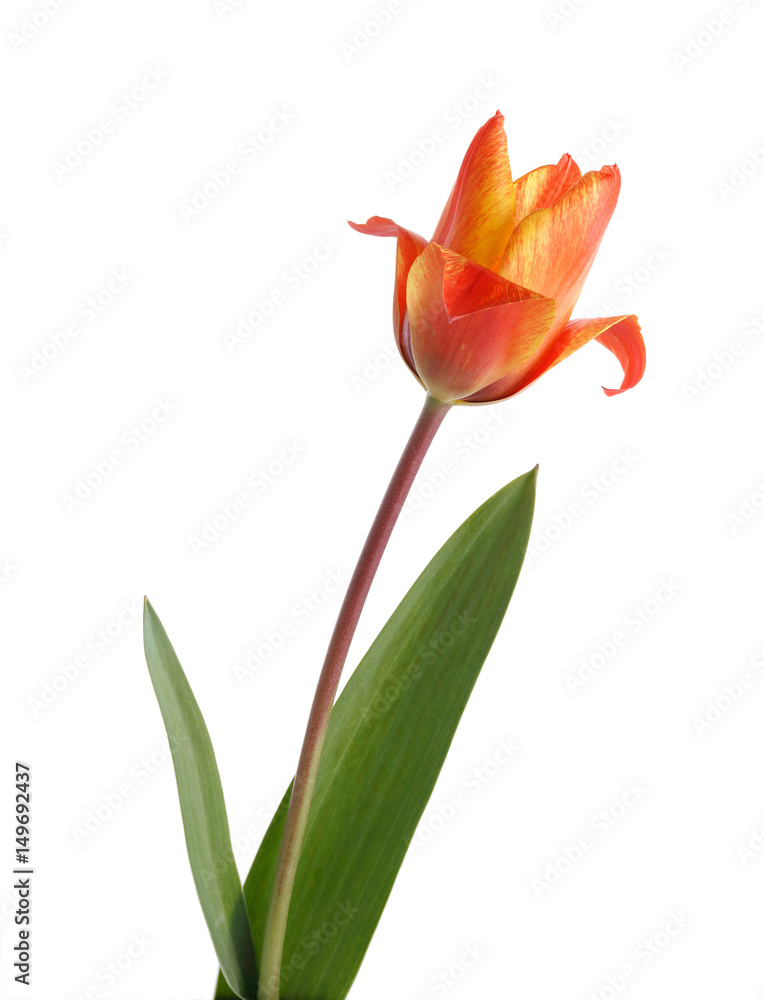 Tulip Tulip