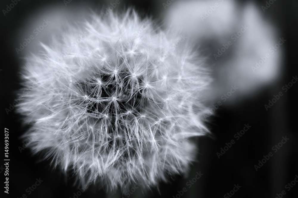 Obraz premium Mniszek lekarski