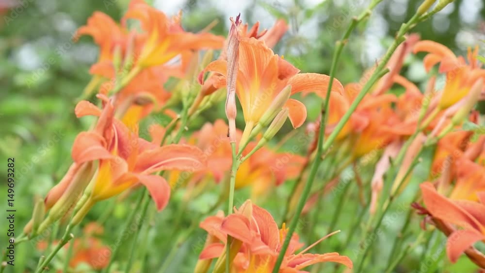 Orange lily flower with stamens, close-up and wide Orange lily flower with stamens, close-up and wide