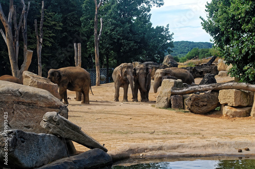 Elephants standing in a group