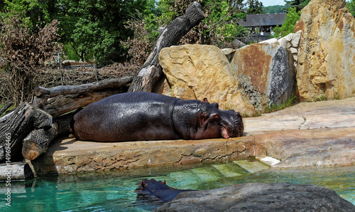 Hippopotamus having sun bath near the pool
