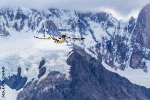 Austral Patagonian Bird Flying