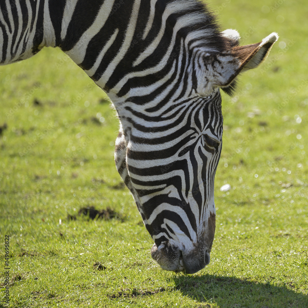 Lovely Grevy's Zebra Equus Grevyi grazing in lush green clearing Lovely Grevy's Zebra Equus Grevyi grazing in lush green clearing