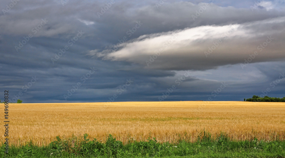 Green grass in the boundary of the wheat field