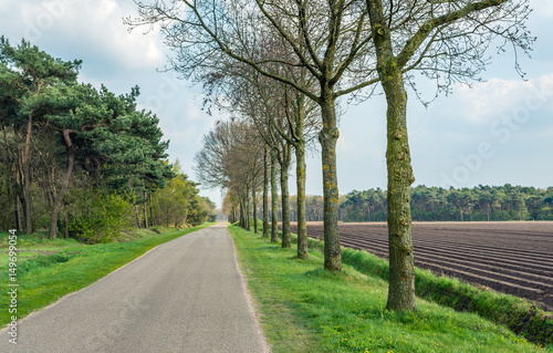 Country road with forest on one side and a potato field on the other side