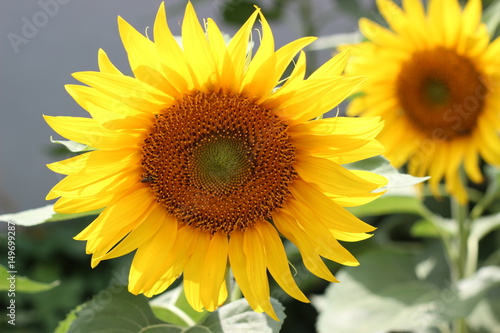 Fototapeta Naklejka Na Ścianę i Meble -   Beautiful sunflower