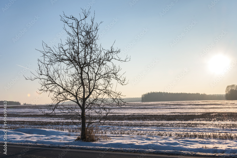 Single deciduous tree in snow Single deciduous tree in snow