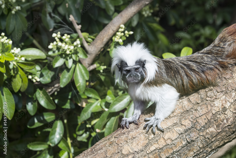 Cotton Top Tamarin Saguinus Oedipus lain on tree branch in sunlight Cotton Top Tamarin Saguinus Oedipus lain on tree branch in sunlight