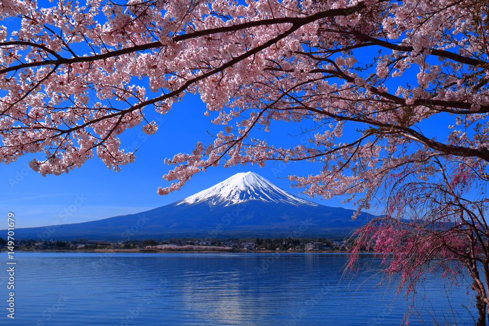 Obraz premium Les fleurs de cerisiers fleurissent complètement et le mont. Fuji Lake Kawaguchi Japon