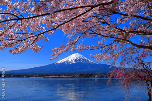 Les fleurs de cerisiers fleurissent complètement et le mont. Fuji Lake Kawaguchi Japon © gandeaux